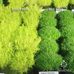 Sagina Subulata Aurea – Scotch Moss 22 Sagina Subulata Aurea – Scotch Moss -Cheap The Aussie Garden Store apo scotch moss irish moss compare