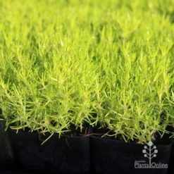 Sagina Subulata Aurea – Scotch Moss 14 Sagina Subulata Aurea – Scotch Moss -Cheap The Aussie Garden Store apo scotch moss leaves