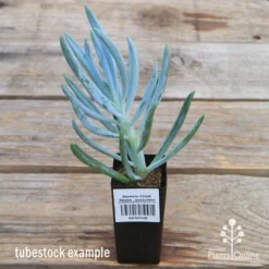 Senecio Chalk Sticks - Succulent -Cheap The Aussie Garden Store apo senecio chalk staicks tubestock current