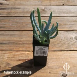 Senecio Chalk Sticks - Succulent -Cheap The Aussie Garden Store apo senecio chalk sticks tubestock
