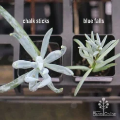 Senecio Chalk Sticks - Succulent -Cheap The Aussie Garden Store apo senecio chalk sticks v blue falls 1
