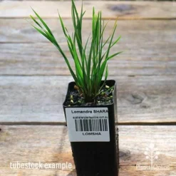 Lomandra SHARA -Cheap The Aussie Garden Store apo shara tubestock top