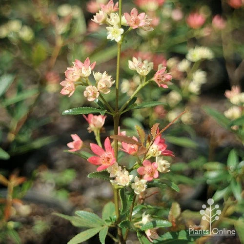 Ceratopetalum Shiraz - Christmas Bush 6 Ceratopetalum Shiraz - Christmas Bush - Image 6