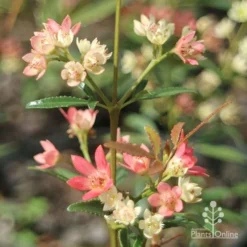 Ceratopetalum Shiraz - Christmas Bush 11 Ceratopetalum Shiraz - Christmas Bush -Cheap The Aussie Garden Store apo shiraz christmas bush true flowers