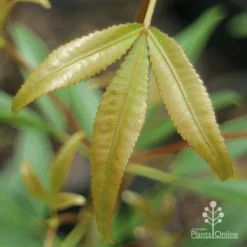 Ceratopetalum Shiraz - Christmas Bush 14 Ceratopetalum Shiraz - Christmas Bush -Cheap The Aussie Garden Store apo shiraz new leaf