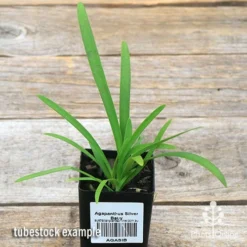 Agapanthus Silver Baby -Cheap The Aussie Garden Store apo silver baby tubestock