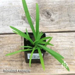 Agapanthus Silver Baby -Cheap The Aussie Garden Store apo silver baby tubestock top