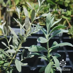 Eremophila Blue Horizon - Emu Bush -Cheap The Aussie Garden Store apo silver ball v blue horizon 1