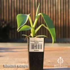 Philodendron Silver Sword -Cheap The Aussie Garden Store apo silver sword tubestock side