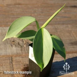 Philodendron Silver Sword -Cheap The Aussie Garden Store apo silver sword tubestock top