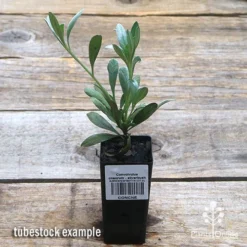 Convolvulus Cneorum - Silverbush -Cheap The Aussie Garden Store apo silverbush tubestock top