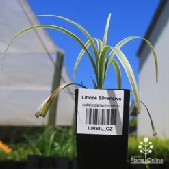 Liriope Silverlawn -Cheap The Aussie Garden Store apo silverlawn liriope tubestock