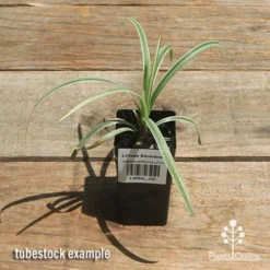 Liriope Silverlawn -Cheap The Aussie Garden Store apo silverlawn tubestock top