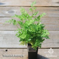 Pteris - Slender Brake Fern -Cheap The Aussie Garden Store apo slender brake pteris tubetock