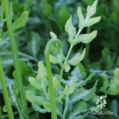 Pteris - Slender Brake Fern -Cheap The Aussie Garden Store apo slender pteris curl