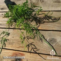 Pteris - Slender Brake Fern -Cheap The Aussie Garden Store apo slender pteris tubestock flat