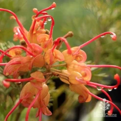 Grevillea Soopa Doopa -Cheap The Aussie Garden Store apo soopa doopa closeup
