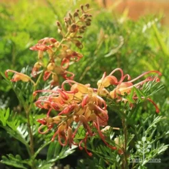 Grevillea Soopa Doopa -Cheap The Aussie Garden Store apo soopa doopa flower and bud