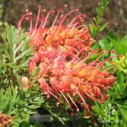 Grevillea Soopa Doopa