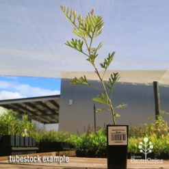 Grevillea Soopa Doopa -Cheap The Aussie Garden Store apo soopa doopa tubestock