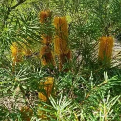Banksia Spinulosa - Hairpin Banksia -Cheap The Aussie Garden Store apo spinulosa flowers2