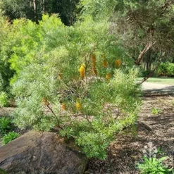 Banksia Spinulosa - Hairpin Banksia -Cheap The Aussie Garden Store apo spinulosa in winter