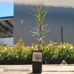 Banksia Spinulosa - Hairpin Banksia -Cheap The Aussie Garden Store apo spinulosa tubestock