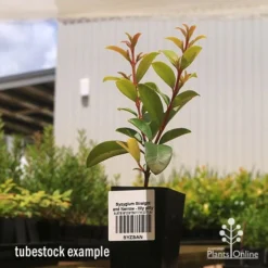 Syzygium Straight And Narrow - Lilly Pilly 11 Syzygium Straight And Narrow - Lilly Pilly -Cheap The Aussie Garden Store apo straight and narrow tubestock