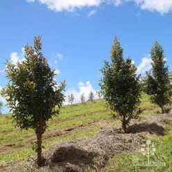 Syzygium Straight And Narrow - Lilly Pilly 10 Syzygium Straight And Narrow - Lilly Pilly -Cheap The Aussie Garden Store apo straight narrow nursery planting