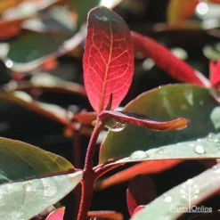 Eucalyptus Olida - Strawberry Gum -Cheap The Aussie Garden Store apo strawberry gum dewdrop