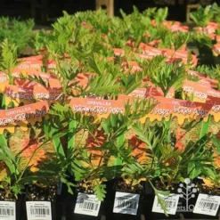 Grevillea Strawberry Pops -Cheap The Aussie Garden Store apo strawberry pops grrevillea tubestock branded