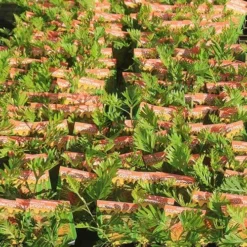 Grevillea Strawberry Pops -Cheap The Aussie Garden Store apo strawberry pops grrevillea tubestock labelled