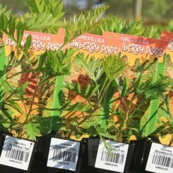 Grevillea Strawberry Pops -Cheap The Aussie Garden Store apo strawberry pops grrevillea tubestock labels