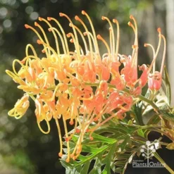 Grevillea Strawberry Pops -Cheap The Aussie Garden Store apo strawberry pops july
