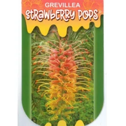 Grevillea Strawberry Pops -Cheap The Aussie Garden Store apo strawberry pops label
