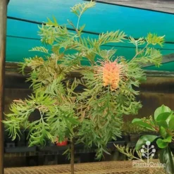 Grevillea Strawberry Pops -Cheap The Aussie Garden Store apo strawberry pops motherstock young