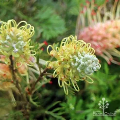 Grevillea Strawberry Sundae -Cheap The Aussie Garden Store apo strawberry sundae flowerbuds