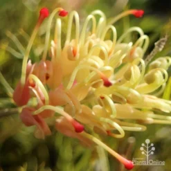 Grevillea Strawberry Sundae -Cheap The Aussie Garden Store apo strawberry sundae grevillea sun
