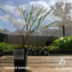 Grevillea Strawberry Sundae -Cheap The Aussie Garden Store apo strawberry sundae tubestock side