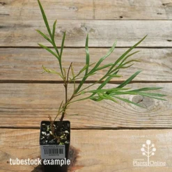 Grevillea Strawberry Sundae -Cheap The Aussie Garden Store apo strawberry sundae tubestock top