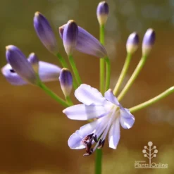 Agapanthus Streamline -Cheap The Aussie Garden Store apo streamline flower closeup