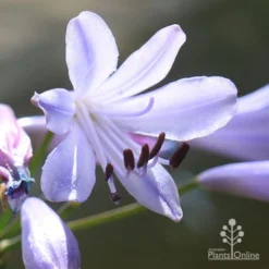 Agapanthus Streamline -Cheap The Aussie Garden Store apo streamline flower dark ground