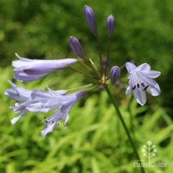 Agapanthus Streamline -Cheap The Aussie Garden Store apo streamline november