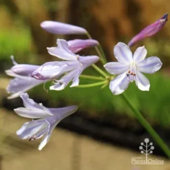 Agapanthus Streamline -Cheap The Aussie Garden Store apo streamline november sun