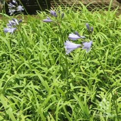 Agapanthus Streamline -Cheap The Aussie Garden Store apo streamline plants