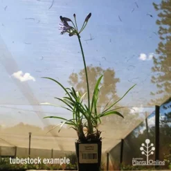 Agapanthus Streamline -Cheap The Aussie Garden Store apo streamline tubestock blue sky