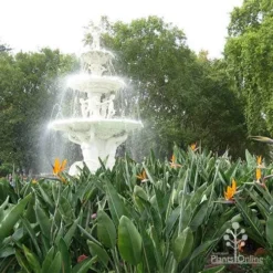 Strelitzia Reginae - Bird Of Paradise -Cheap The Aussie Garden Store apo strelitzia carlton gardens