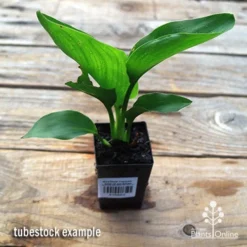 Strelitzia Reginae - Bird Of Paradise -Cheap The Aussie Garden Store apo strelitzia tubestock top