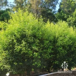 Acmena Sublime -Cheap The Aussie Garden Store apo sublime hedge nursery