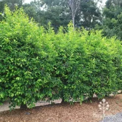 Acmena Sublime -Cheap The Aussie Garden Store apo sublime hedge unclipped